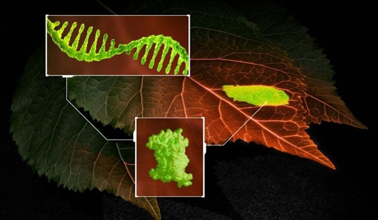 ORNL Unveils Groundbreaking RNA Tracking Biosensor to Bolster Crop Improvement and Pathogen Detection