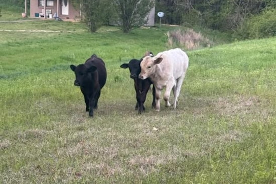 Oxford's Unusual Traffic Jam: Cows on Highway 334 Cause Delays, Police Seek Owner