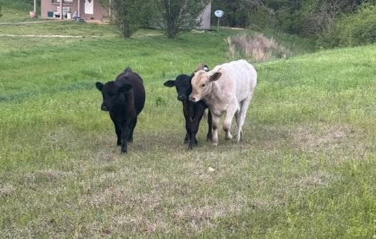 Oxford's Unusual Traffic Jam: Cows on Highway 334 Cause Delays, Police Seek Owner
