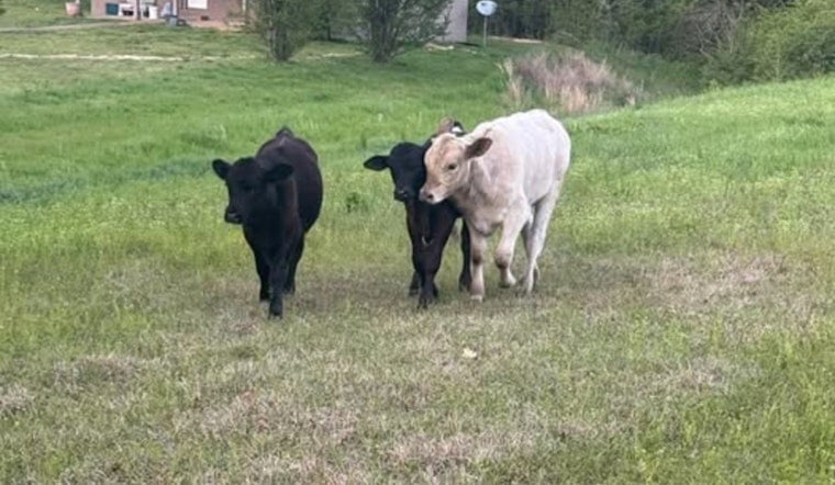 Oxford's Unusual Traffic Jam: Cows on Highway 334 Cause Delays, Police Seek Owner