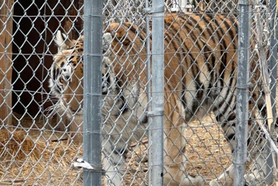 Pahrump Man Karl Mitchell Fights to Reclaim Seized Tigers Amid Permit Discrepancies and Eviction Dispute