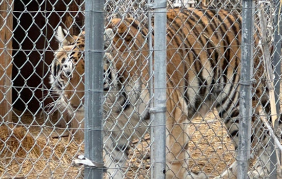 Pahrump Man Karl Mitchell Fights to Reclaim Seized Tigers Amid Permit Discrepancies and Eviction Dispute