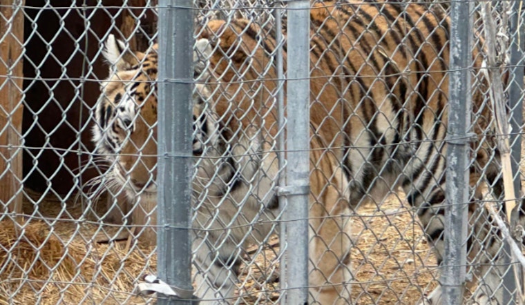 Pahrump Man Karl Mitchell Fights to Reclaim Seized Tigers Amid Permit Discrepancies and Eviction Dispute