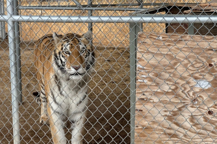 Pahrump's Own "Tiger King" Suspected of Misdeed: 7 Big Cats Seized, Mitchell Arrested After Tussle with Deputy