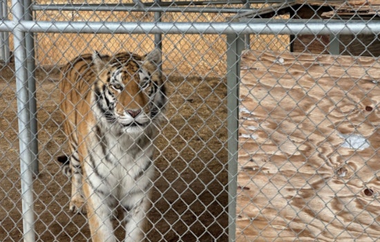 Pahrump's Own "Tiger King" Suspected of Misdeed: 7 Big Cats Seized, Mitchell Arrested After Tussle with Deputy