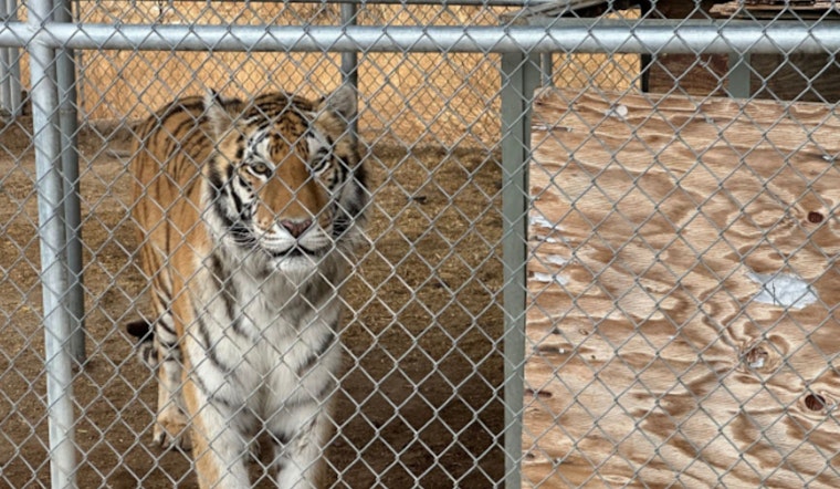 Pahrump's Own "Tiger King" Suspected of Misdeed: 7 Big Cats Seized, Mitchell Arrested After Tussle with Deputy