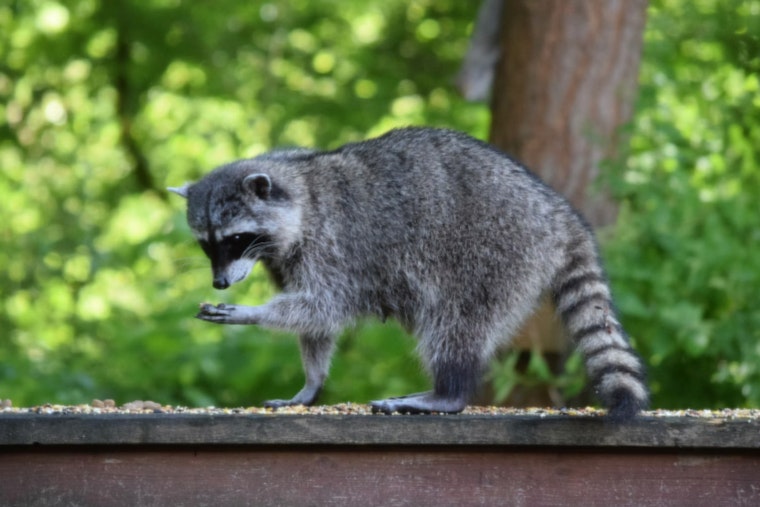 Palm Beach Gardens Woman Recounts Terrifying Encounter with Raccoon in Her Backyard