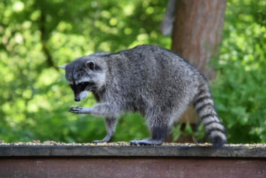 Palm Beach Gardens Woman Recounts Terrifying Encounter with Raccoon in Her Backyard