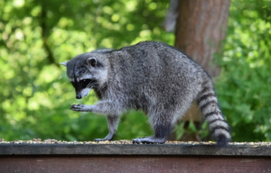 Palm Beach Gardens Woman Recounts Terrifying Encounter with Raccoon in Her Backyard
