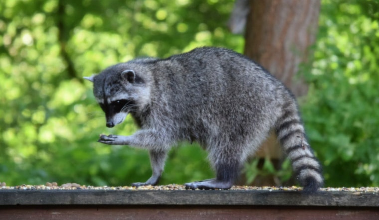 Palm Beach Gardens Woman Recounts Terrifying Encounter with Raccoon in Her Backyard