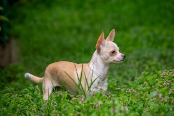 Peoria Police Recommend Felony Charges for Suspect Accused of Fatally Beating Neighbor's Chihuahua