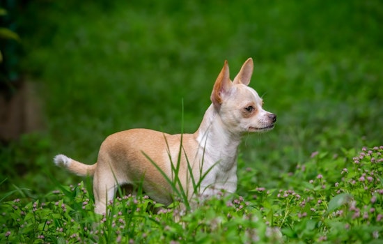 Peoria Police Recommend Felony Charges for Suspect Accused of Fatally Beating Neighbor's Chihuahua