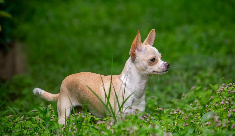 Peoria Police Recommend Felony Charges for Suspect Accused of Fatally Beating Neighbor's Chihuahua