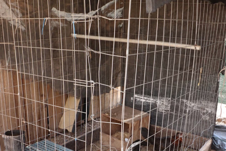 Phoenix Man Charged with Cockfighting as Police Uncover 70+ Roosters, Evidence of Illegal Operation Near Glendale