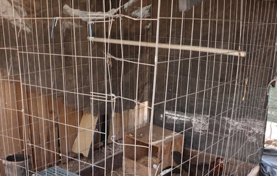 Phoenix Man Charged with Cockfighting as Police Uncover 70+ Roosters, Evidence of Illegal Operation Near Glendale