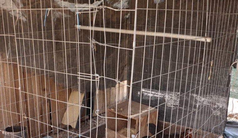 Phoenix Man Charged with Cockfighting as Police Uncover 70+ Roosters, Evidence of Illegal Operation Near Glendale
