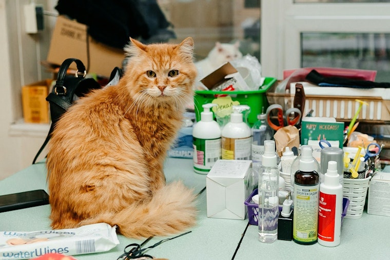 Phoenix Veterinary Costs May Surge as Trump's New Tariffs Impact Medical Imports