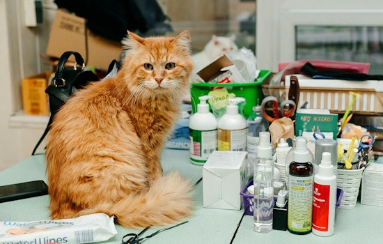 Phoenix Veterinary Costs May Surge as Trump's New Tariffs Impact Medical Imports
