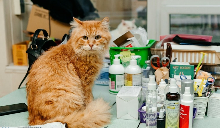 Phoenix Veterinary Costs May Surge as Trump's New Tariffs Impact Medical Imports