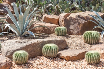 Phoenix Water Services Department Fuels Environmental Projects with $5,000 Grants through Love Your Block Program