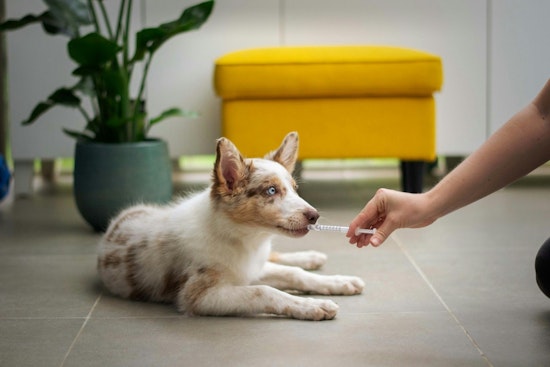 Pinal County Animal Shelter Halts Dog Activities Due to Canine Distemper Virus Outbreak