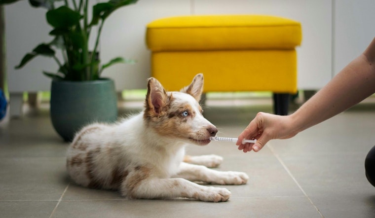 Pinal County Animal Shelter Halts Dog Activities Due to Canine Distemper Virus Outbreak