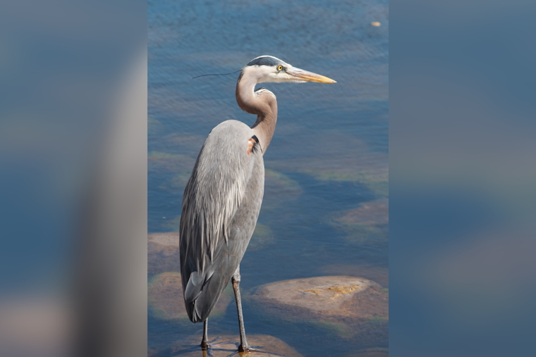 Pinellas County Man Cited for Fatally Shooting Federally Protected Birds Near Pool