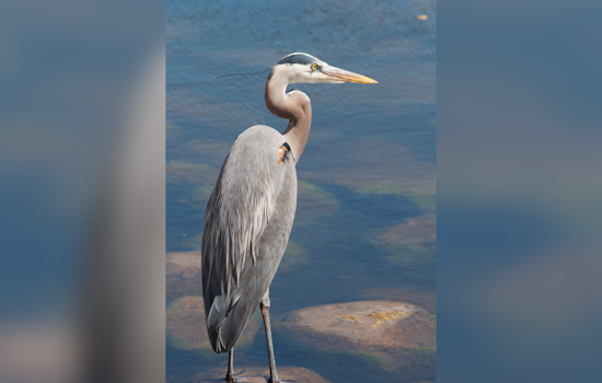 Pinellas County Man Cited for Fatally Shooting Federally Protected Birds Near Pool