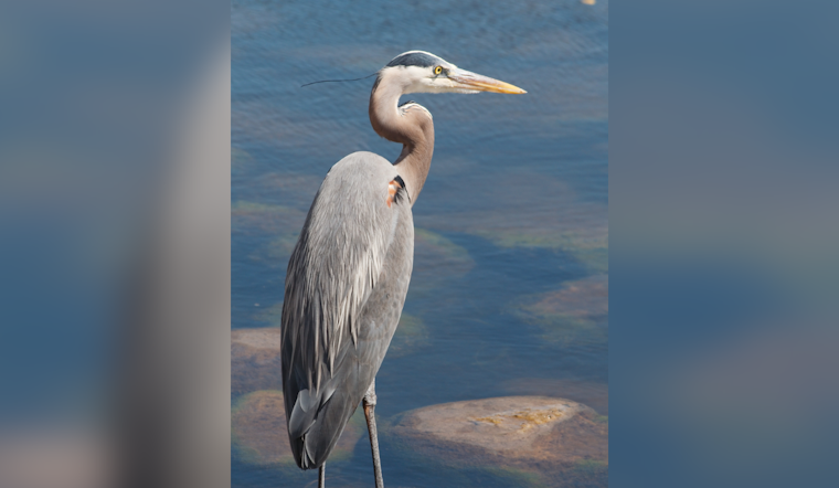 Pinellas County Man Cited for Fatally Shooting Federally Protected Birds Near Pool