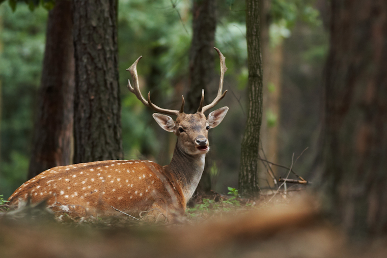 Pittsburgh's Deer Management Harvests 335, Provides Thousands of Meals to Local Food Banks