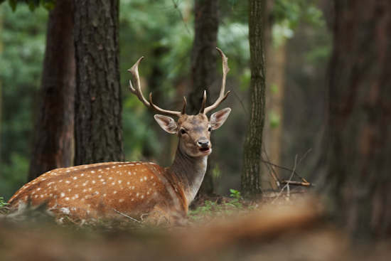 Pittsburgh's Deer Management Harvests 335, Provides Thousands of Meals to Local Food Banks