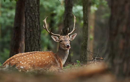 Pittsburgh's Deer Management Harvests 335, Provides Thousands of Meals to Local Food Banks