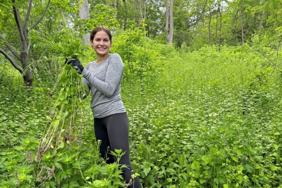 Plymouth Community Rallies for The Great Garlic Mustard Challenge to Protect Local Ecosystem