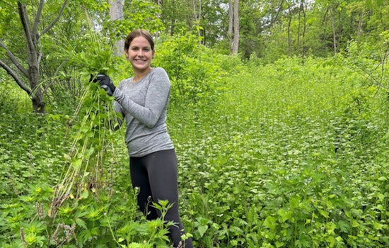 Plymouth Community Rallies for The Great Garlic Mustard Challenge to Protect Local Ecosystem