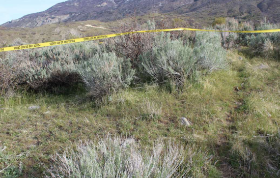 Police Investigate After Human Remains Found in Lambert Park, Alpine