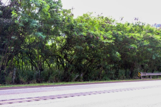 Popoki Place Poised to Pounce: Honolulu Nonprofit Gains Initial Approval for O‘ahu's First Feral Cat Sanctuary on North Shore