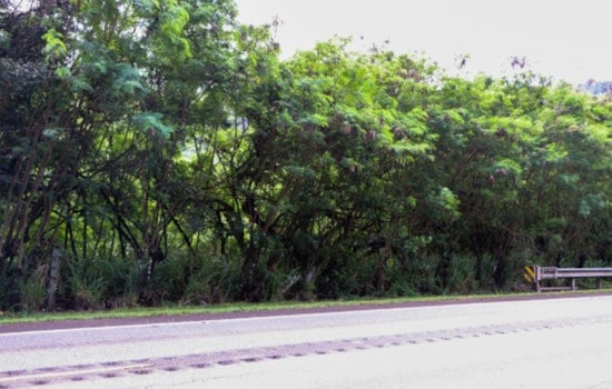 Popoki Place Poised to Pounce: Honolulu Nonprofit Gains Initial Approval for O‘ahu's First Feral Cat Sanctuary on North Shore