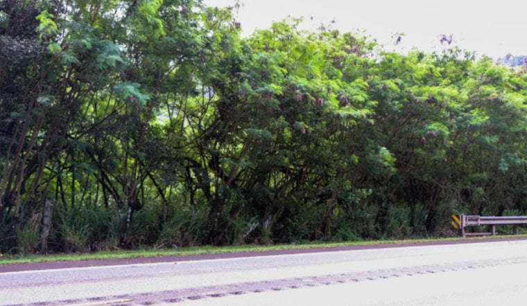 Popoki Place Poised to Pounce: Honolulu Nonprofit Gains Initial Approval for O‘ahu's First Feral Cat Sanctuary on North Shore