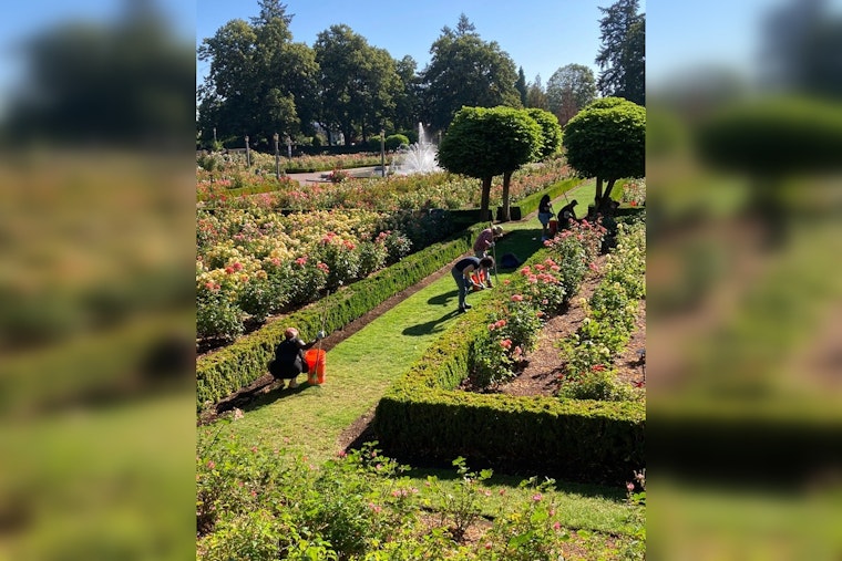 Portland Celebrates Volunteer Efforts in Maintaining Iconic Rose Gardens During National Volunteer Week