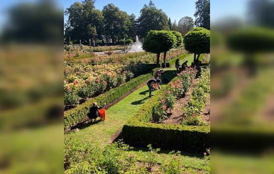 Portland Celebrates Volunteer Efforts in Maintaining Iconic Rose Gardens During National Volunteer Week