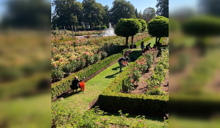 Portland Celebrates Volunteer Efforts in Maintaining Iconic Rose Gardens During National Volunteer Week