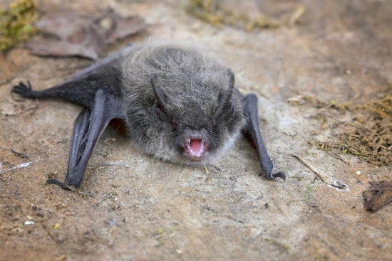 Public Warned After Rabid Bat Found at Rancho Santa Margarita Lake