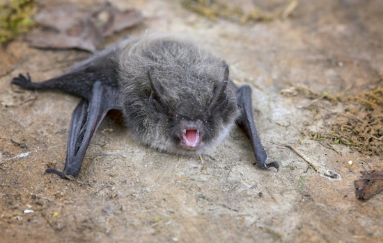 Public Warned After Rabid Bat Found at Rancho Santa Margarita Lake