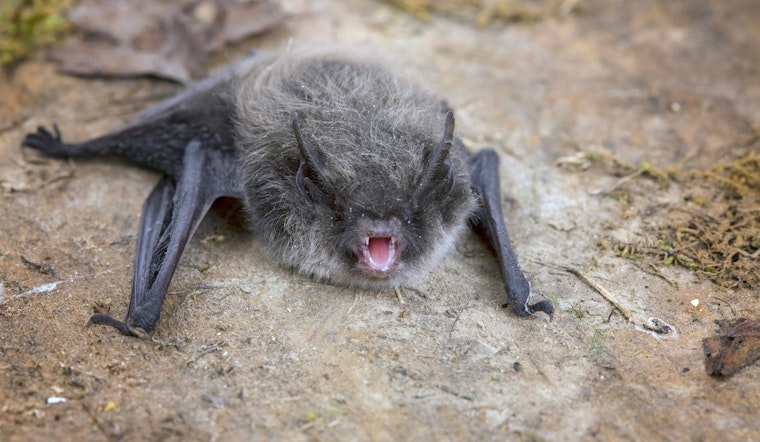 Public Warned After Rabid Bat Found at Rancho Santa Margarita Lake