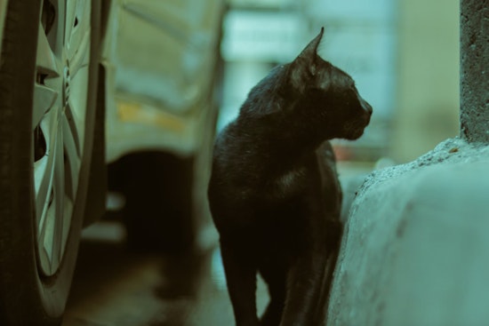 Rabies Alert Issued in Hillsborough County After Stray Cat Tests Positive