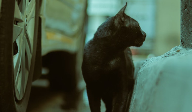 Rabies Alert Issued in Hillsborough County After Stray Cat Tests Positive