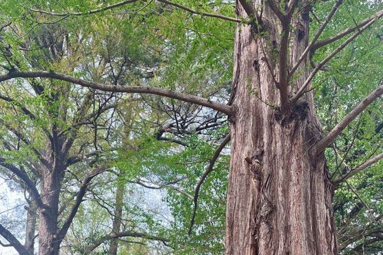 Raleigh Hails Majestic Dawn Redwood as 2025 Tree of the Year on Dunbar Road