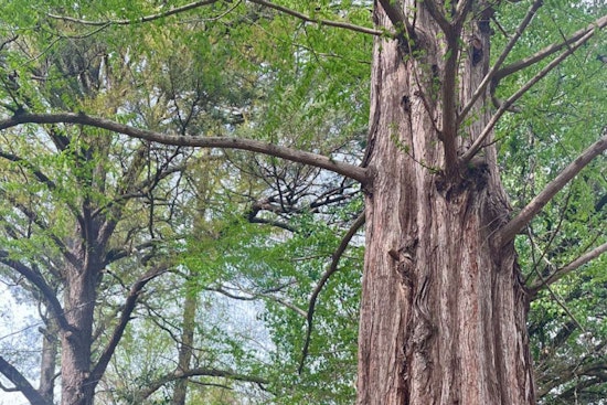Raleigh Hails Majestic Dawn Redwood as 2025 Tree of the Year on Dunbar Road