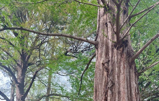 Raleigh Hails Majestic Dawn Redwood as 2025 Tree of the Year on Dunbar Road