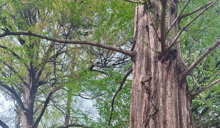 Raleigh Hails Majestic Dawn Redwood as 2025 Tree of the Year on Dunbar Road